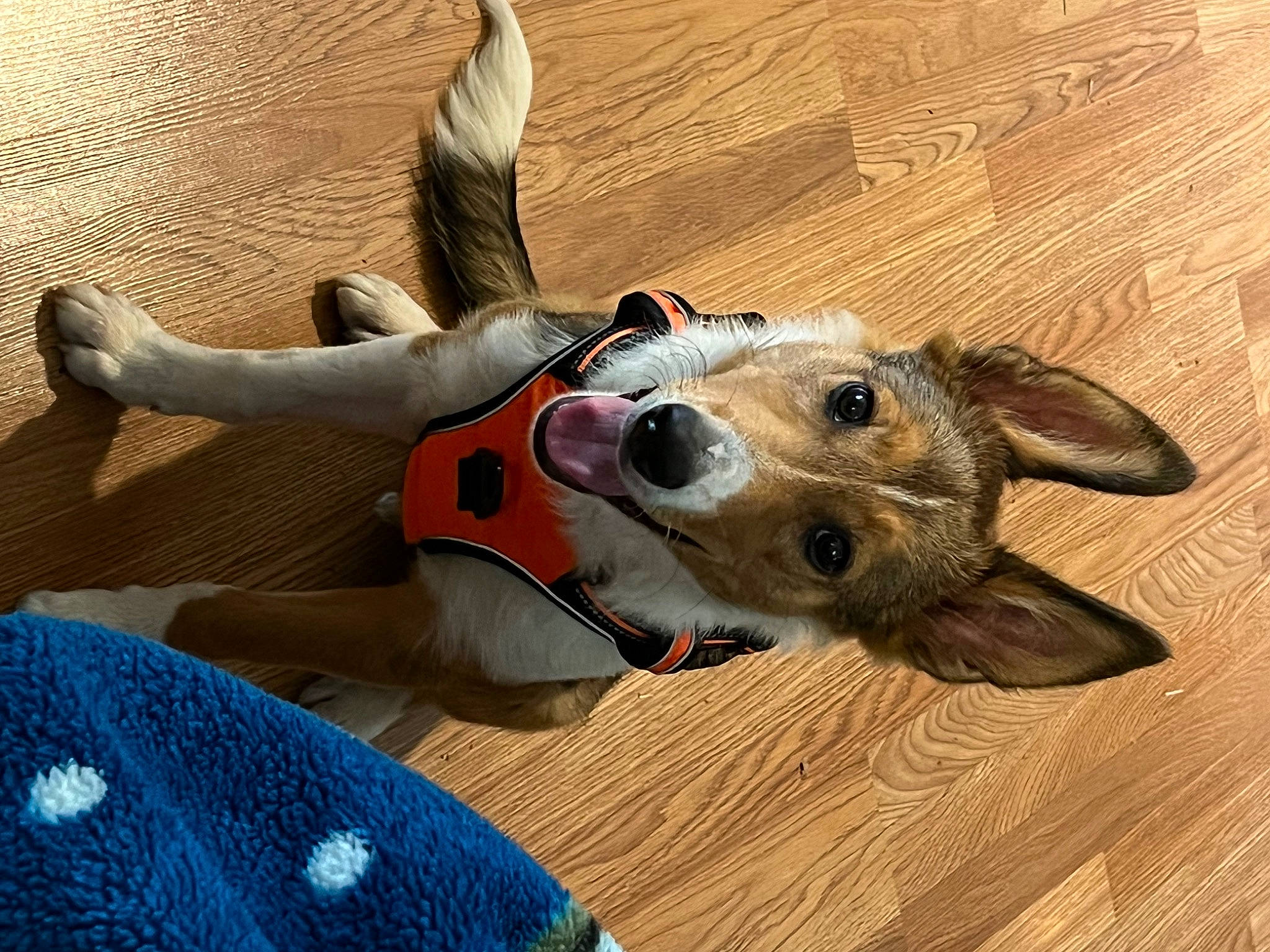 Bandit joined the competition — help win amazing prizes! aircraft, canidae, carnivore, collar, companion_dog, dog, dog_breed, dog_collar, dog_supply, fawn, flooring, fur, happy, hardwood, snout, sporting_group, whiskers, wood, wood_stain, working_animal