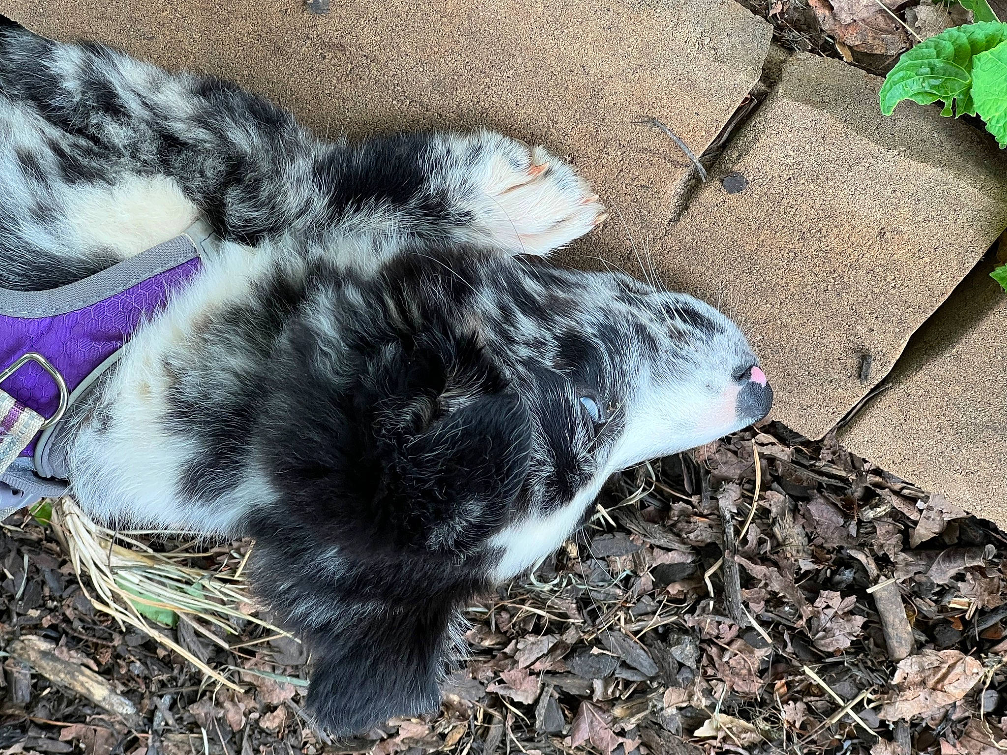 Raina joined the competition — help win amazing prizes! canidae, claw, dog_breed, domestic_rabbit, felidae, fur, grass, livestock, mammal, organism, paw, rabbit, rabbits_and_hares, road_surface, soil, sporting_group, tail, terrestrial_animal, vertebrate, whiskers