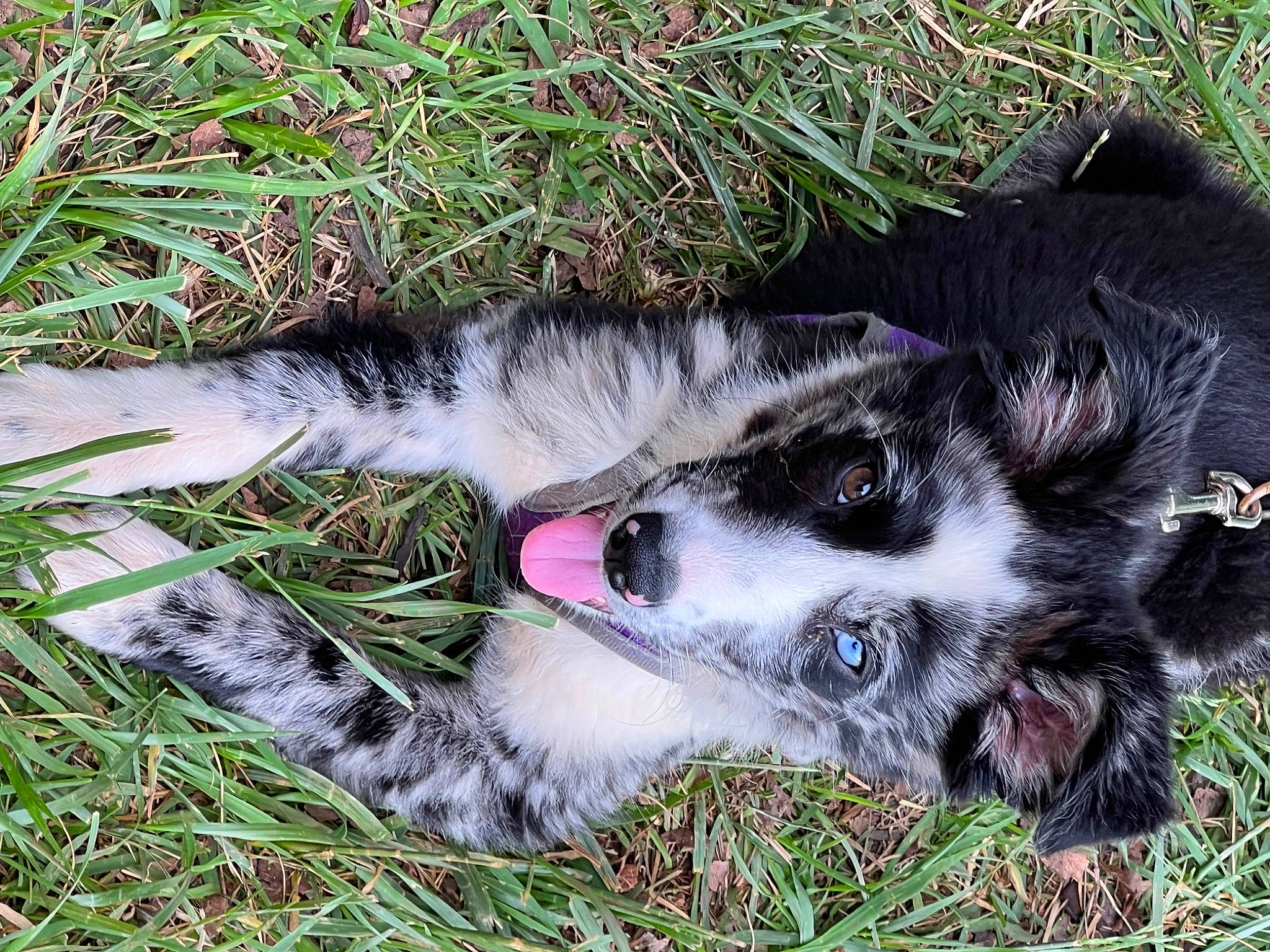 Raina joined the competition — help win amazing prizes! canidae, carnivore, companion_dog, dog, dog_breed, fawn, felidae, fur, grass, herding_dog, paw, plant, puppy, snout, sporting_group, tail, whiskers, working_animal, working_dog