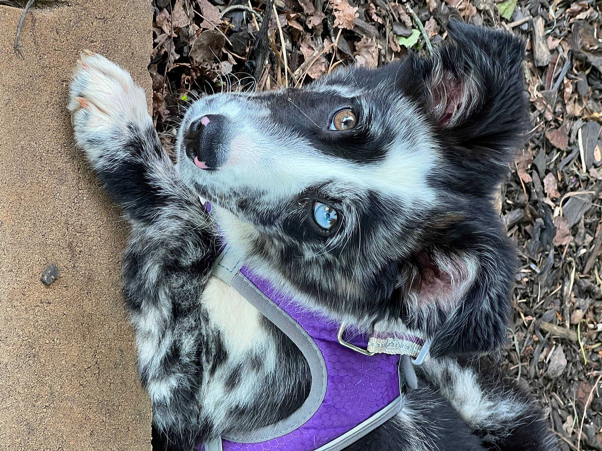 Raina is registered to the contest to win money with this photo: australian_cattle_dog, canidae, carnivore, collar, companion_dog, dog, dog_breed, dog_collar, ear, fawn, fur, head, herding_dog, pont_audemer_spaniel, snout, sporting_group, terrestrial_animal, whiskers, wildlife, working_animal