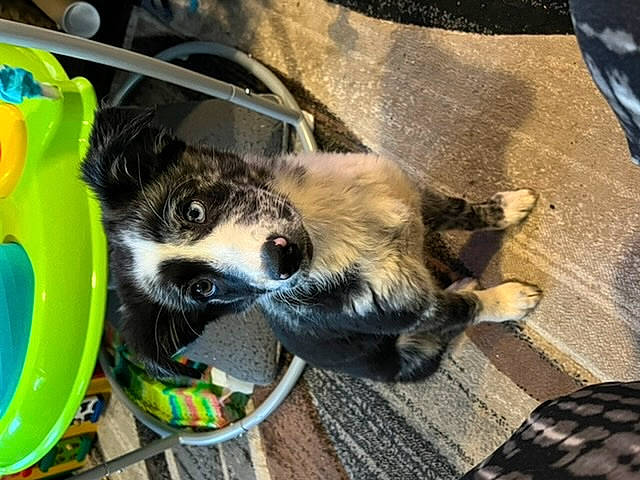 Raina joined the competition — help win amazing prizes! bicycle_accessory, canidae, carnivore, companion_dog, dog, dog_breed, dog_crate, dog_supply, ferret, fur, pet_supply, procyonidae, sporting_group, tail, wood, working_animal