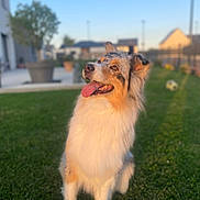 Cheyenne a rejoint le concours — aidez-le/la à gagner de superbes lots ! animal, australian_shepherd, backyard, canine, daytime, dog, domestic_animal, ears, fur, grass, greenery, happy, nature, outdoor, pet, sitting, smiling, sunlight, sunshine, tongue_out