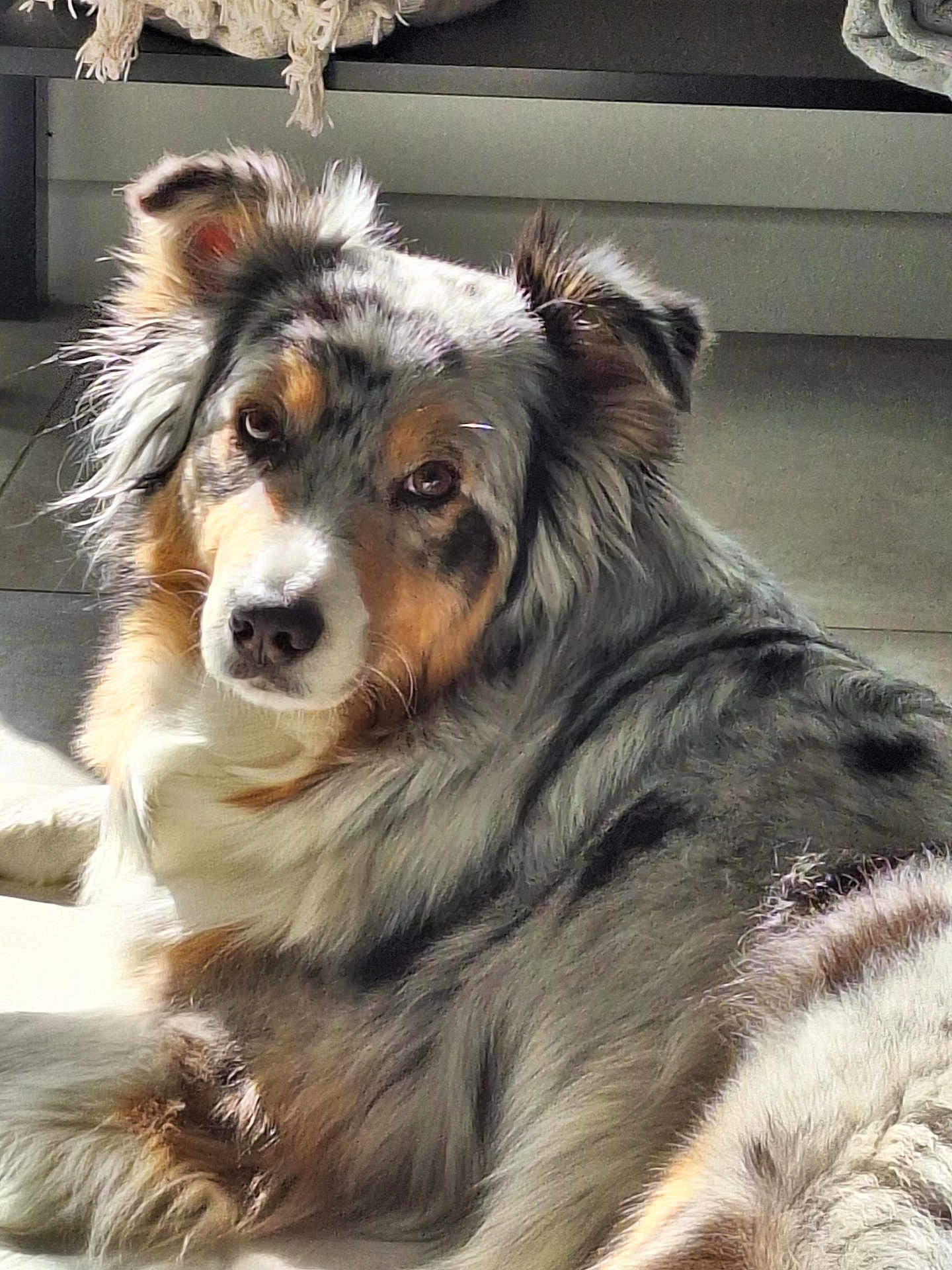 Cheyenne a rejoint le concours — aidez-le/la à gagner de superbes lots ! animal, australian_shepherd, brown_eyes, canine, companion, cute, dog, domestic, floor, fur, furry, house, indoor, laying_down, long_hair, mammal, pet, portrait, relaxed, sunlight