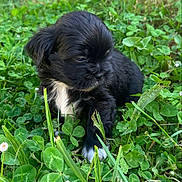Armani participe au concours pour gagner de l'argent avec cette photo : adorable, animal, black_fur, clover, cute, dog, fur, grass, greenery, leaf, mammal, nature, outdoor, pet, plant, puppy, sitting, small, white_fur, young_animal