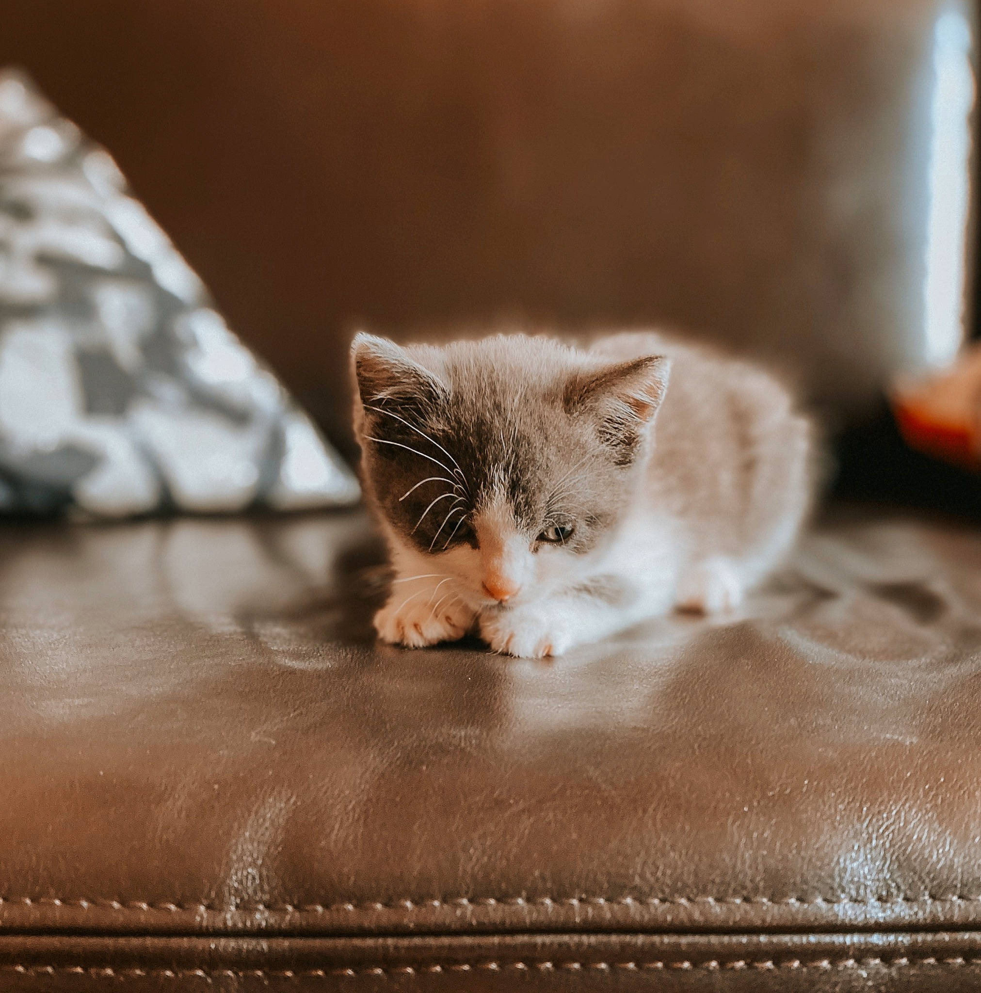 Lilly is registered to the contest to win money with this photo: asian, burmilla, carnivore, cat, domestic_short_haired_cat, european_shorthair, fawn, felidae, fur, kitten, mammal, munchkin, paw, polydactyl_cat, small_to_medium_sized_cats, whiskers