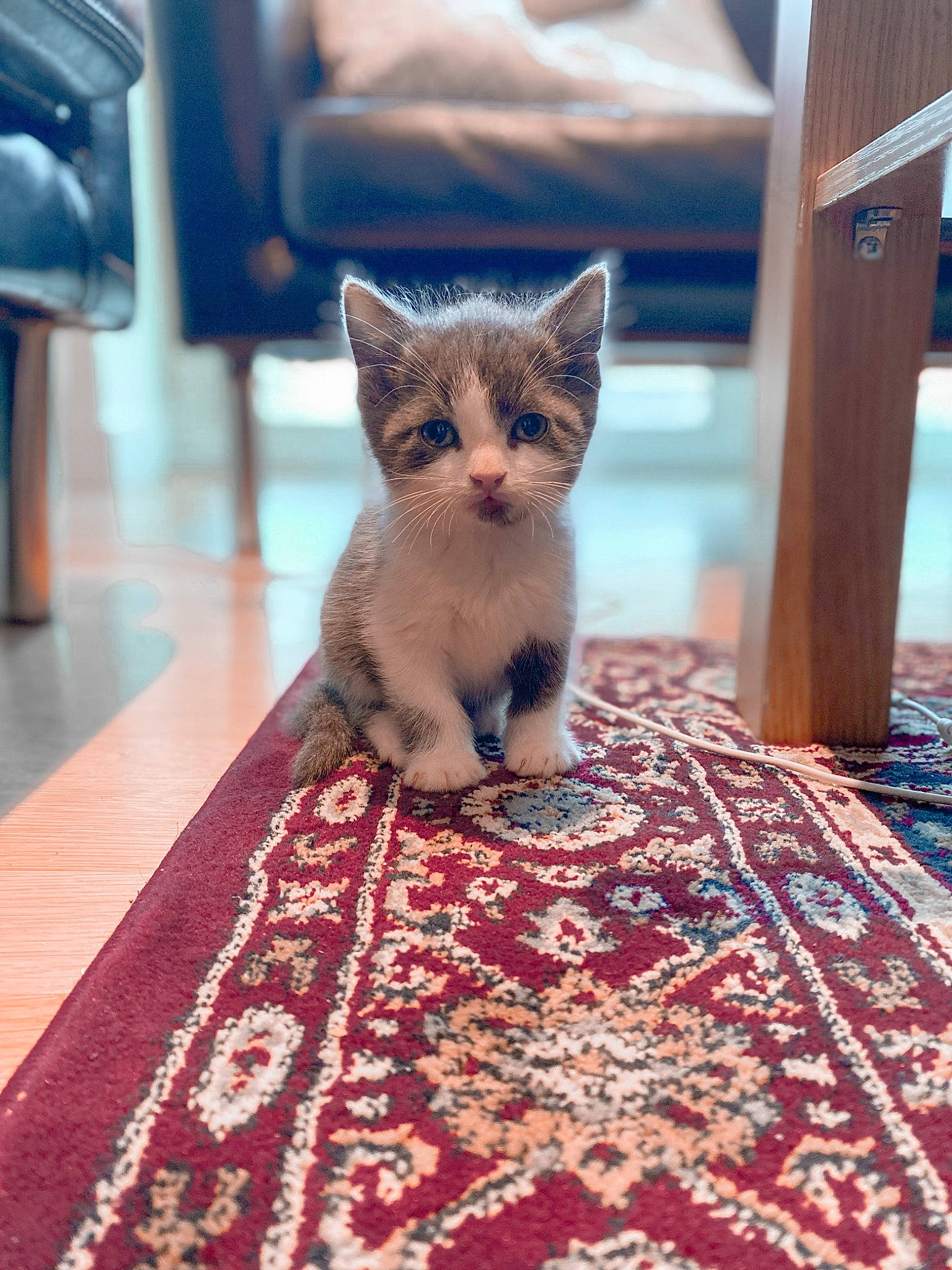 Lilly joined the competition — help win amazing prizes! asian, carnivore, cat, domestic_short_haired_cat, european_shorthair, fawn, felidae, floor, flooring, fur, kitten, mammal, munchkin, ojos_azules, small_to_medium_sized_cats, tabby_cat, whiskers