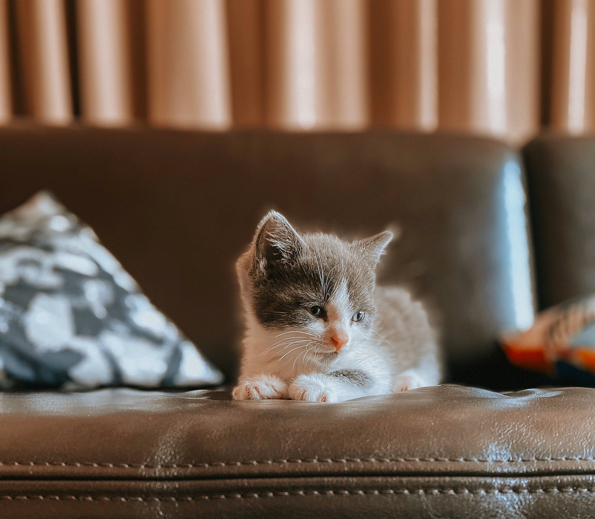 Lilly is registered to the contest to win money with this photo: aegean_cat, asian, british_semi_longhair, carnivore, cat, domestic_short_haired_cat, european_shorthair, fawn, felidae, fur, kitten, mammal, munchkin, norwegian_forest_cat, polydactyl_cat, small_to_medium_sized_cats, whiskers