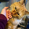 Milo joined the competition — help win amazing prizes! animal, cat, close_up, companion, curious, cute, domestic_animal, feline, friendly, fur, hand, human_interaction, indoor, nibble, orange_tabby, pet, playful, soft_focus, warm_lighting, whiskers