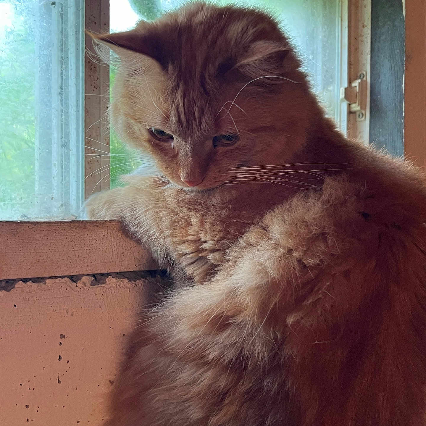 Milo