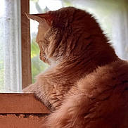 Milo joined the competition — help win amazing prizes! animal, cat, cozy, curious, domestic_cat, ears, feline, fluffy, fur, indoor, ledg, looking_out, natural_light, orange_cat, pet, quiet, relaxed, side_view, whiskers, window