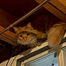 Milo is registered to the contest to win money with this photo: animal, attic, basement, cat, curious, dim_light, dusty, ears, feline, fluffy, indoor, looking, orange_cat, perched, pet, resting, tail, whiskers, window, wooden_beams