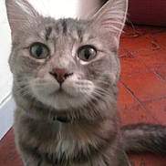 Mr Le Chat participe au concours pour gagner de l'argent avec cette photo : cat, gray_tabby, close_up, curious, indoor, floor, tiled_floor, whiskers, pet, animal, feline, ears, tail, collar, face, eyes, blur, background, wall, domestic_cat