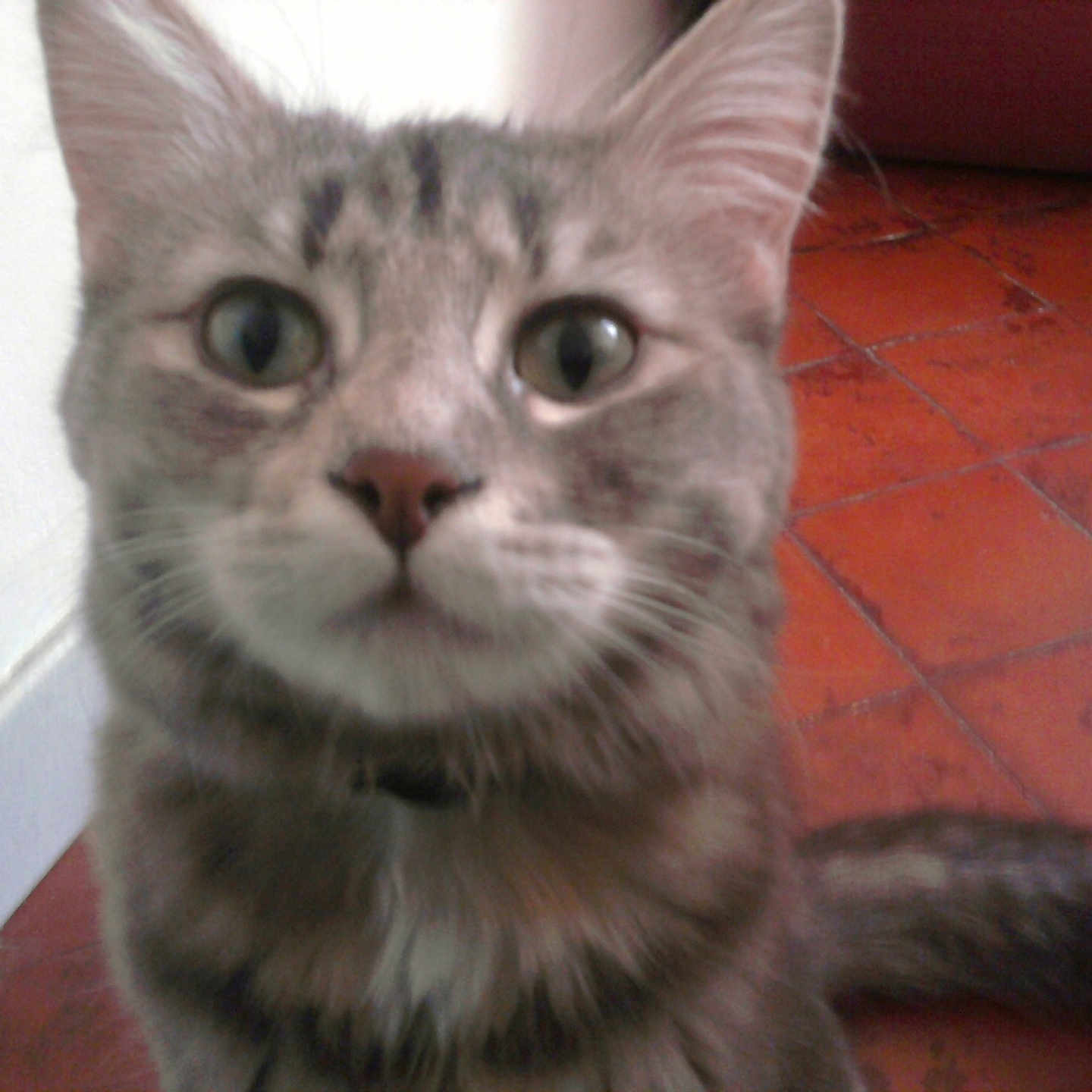 Mr Le Chat participe au concours pour gagner de l'argent avec cette photo : animal, background, blur, cat, close_up, collar, curious, domestic_cat, ears, eyes, face, feline, floor, gray_tabby, indoor, pet, tail, tiled_floor, wall, whiskers
