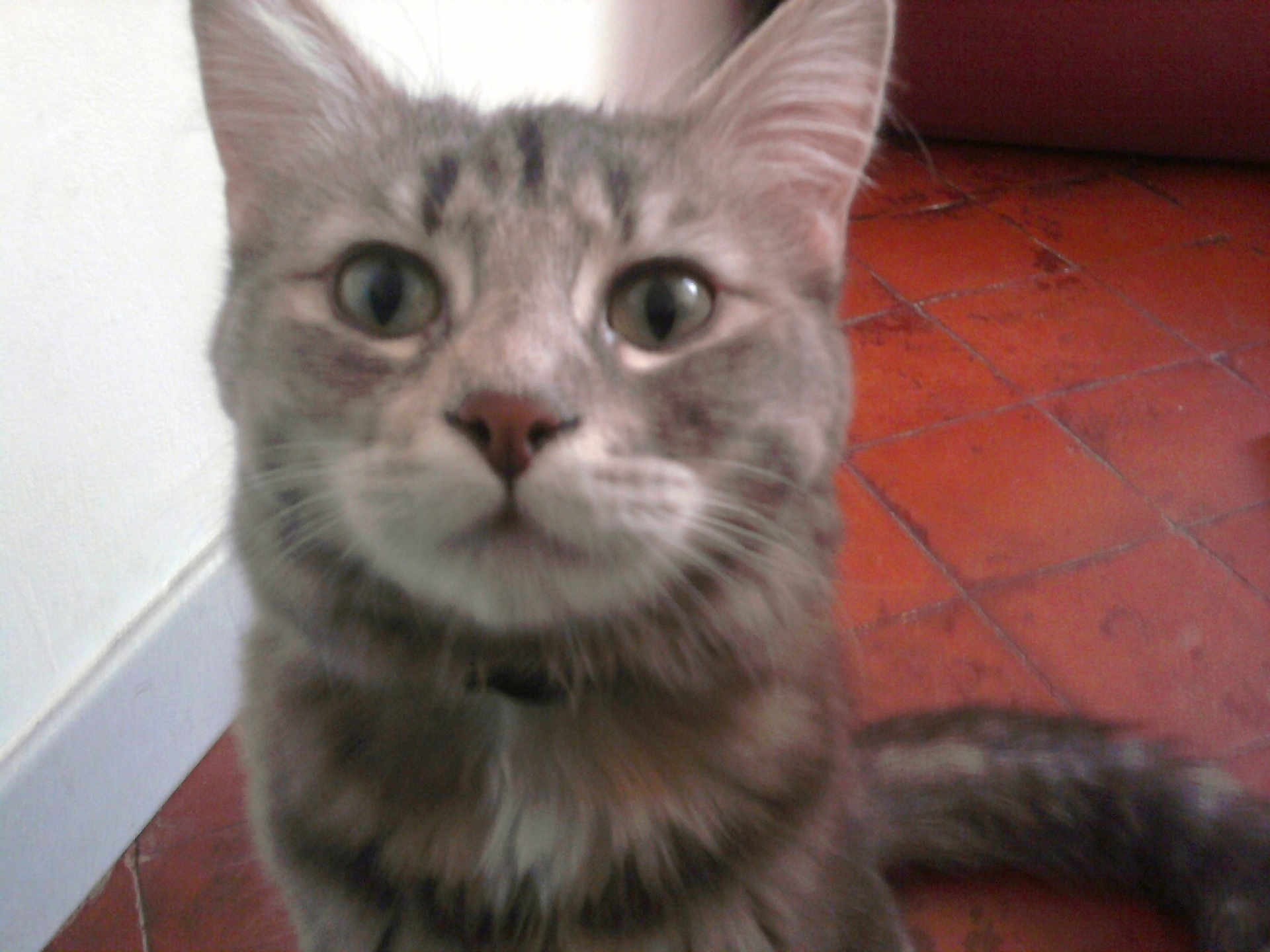 Mr Le Chat participe au concours pour gagner de l'argent avec cette photo : cat, gray_tabby, close_up, curious, indoor, floor, tiled_floor, whiskers, pet, animal, feline, ears, tail, collar, face, eyes, blur, background, wall, domestic_cat