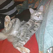 Mr Le Chat a rejoint le concours — aidez-le/la à gagner de superbes lots ! animal, blanket, casual, cat, comfort, domestic, eyes_glowing, fabric, feline, fur, gray_tabby, indoor, lying_down, paw, pet, red_surface, relaxed, resting, striped, tail