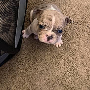 Leo is registered to the contest to win money with this photo: puppy, dog, young, carpet, indoor, cute, pet, small, brown, white, wrinkled, looking_up, floor, mesh, crate, playpen, animal, companion, adorable, curious