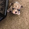 puppy, dog, young, carpet, indoor, cute, pet, small, brown, white, wrinkled, looking_up, floor, mesh, crate, playpen, animal, companion, adorable, curious