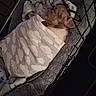 puppy, dog, blanket, crate, sleeping, cozy, bed, fur, animal, pet, cute, snug, indoor, resting, soft, wrapped, comfort, peaceful, young, sleep