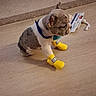 puppy, dog, yellow_booties, floor, wooden_floor, toy, blue_collar, indoor, pet, cute, small_dog, spotted_fur, animal, playful, domestic, young_dog, sitting, curious, pet_accessory, dog_toy