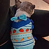 dog, small_dog, knitted_sweater, blue_bow, carrot_pattern, strawberry_pattern, pet_clothing, sitting, chair, indoor, back_view, animal, cute, domestic_animal, furry, companion, resting, colorful, accessory, cozy