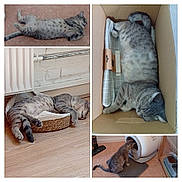 Léo a rejoint le concours — aidez-le/la à gagner de superbes lots ! cat, tabby_cat, sleeping, resting, cardboard_box, basket, floor, wooden_floor, home_interior, pet, curious, litter_box, vacuum_cleaner, food_bowl, indoor, relaxed, feline, cozy, multiple_views, collage