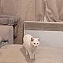 animal, blanket, cat, comfortable, cozy, curious, curtains, cushion, domestic, furniture, heater, home, indoor, living_room, neutral_colors, pet, pillow, soft_texture, walking, white_cat