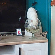 Lili participe au concours pour gagner de l'argent avec cette photo : animal, cabinet, calendar, cat, curious, decor, domestic, furniture, glass_bowl, home, indoor, mischievous, peeking_cat, pet, playful, room, television, water, white_cat, wooden_surface