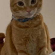 Jack is registered to the contest to win money with this photo: alert, animal, cat, close_up, collar, curious, cute, domestic_animal, ears, eyes, face, feline, fur, home, indoor, orange_tabby, pet, sitting, soft_texture, whiskers