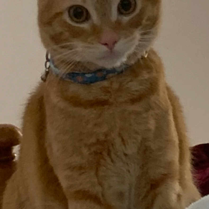Jack is registered to the contest to win money with this photo: alert, animal, cat, close_up, collar, curious, cute, domestic_animal, ears, eyes, face, feline, fur, home, indoor, orange_tabby, pet, sitting, soft_texture, whiskers
