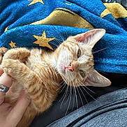 Tod joined the competition — help win amazing prizes! cat, kitten, orange_tabby, pet, hand, blanket, blue_blanket, star_pattern, remote_control, indoor, relaxed, sleepy, fur, whiskers, paw, cuddle, resting, cozy, domestic_animal, closeup
