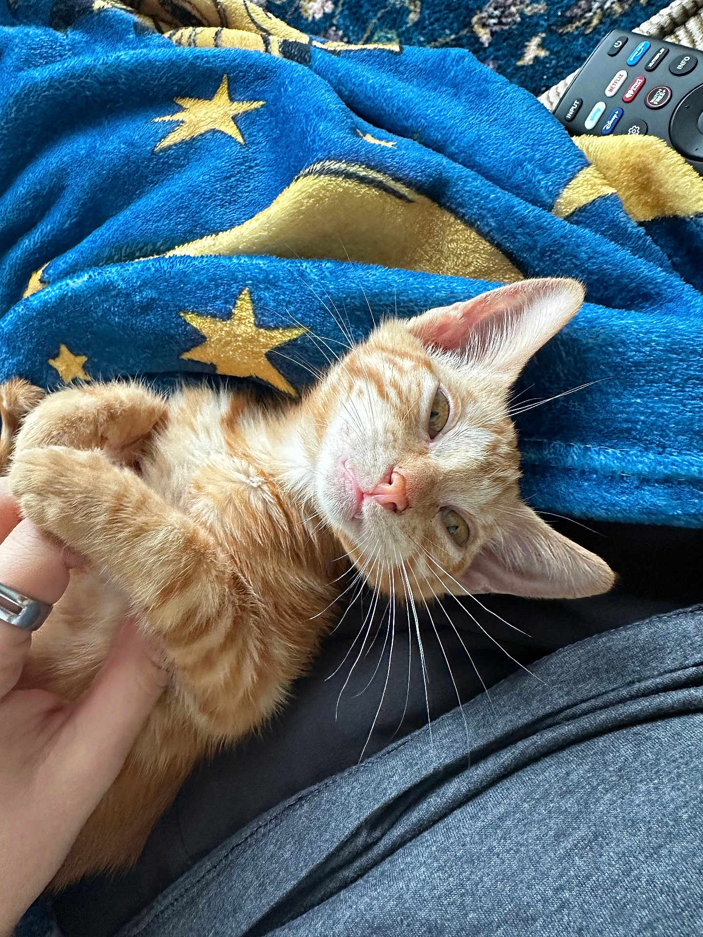 Tod joined the competition — help win amazing prizes! cat, kitten, orange_tabby, pet, hand, blanket, blue_blanket, star_pattern, remote_control, indoor, relaxed, sleepy, fur, whiskers, paw, cuddle, resting, cozy, domestic_animal, closeup