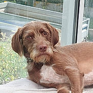 Toto a rejoint le concours — aidez-le/la à gagner de superbes lots ! dog, brown, scruffy, window, cushion, indoor, pet, animal, relaxed, looking, fur, ears, snout, whiskers, nose, mouth, side_view, daylight, houseplant, background