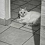 cat, white_cat, tile_floor, floor, indoor, pet, animal, feline, corner, shadow, laying_down, looking, curious, close_up, domestic_cat, quiet, resting, whiskers, ears, eyes