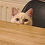 cat, curious, wooden_table, peeking, blue_eye, heterochromia, indoor, pet, feline, ears, whiskers, close_up, chair, light, fur, animal, domestic_animal, cute, mischievous, background