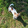 Mïa participe au concours pour gagner de l'argent avec cette photo : dog, small_dog, grass, outdoor, sunlight, shadow, pet, animal, ears, tail, brown_and_white, nature, sunny, daytime, cute, canine, fur, standing, ground, closeup