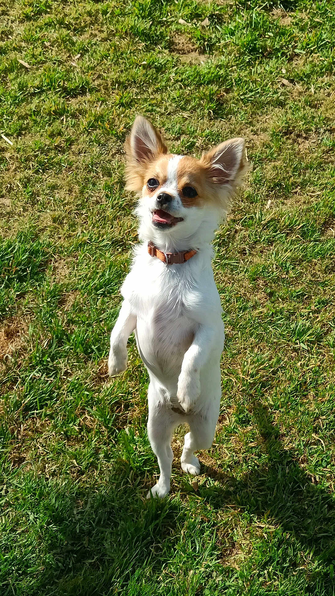 Mïa a rejoint le concours — aidez-le/la à gagner de superbes lots ! dog, small_dog, standing, grass, outdoor, sunlight, happy, pet, animal, ears, tongue, collar, cute, playful, nature, mammal, canine, alert, sunny, field