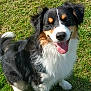 Taya a rejoint le concours — aidez-le/la à gagner de superbes lots ! dog, happy, outdoor, grass, pet, canine, tongue_out, smiling, tricolor, fluffy, fur, nature, animal, sunlight, playful, friendly, ears, sitting, white_paws, black_fur