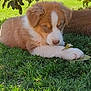 puppy, dog, grass, outdoor, leafy_bush, flower, shade, curious, young_dog, pet, animal, nature, greenery, resting, fur, cute, adorable, canine, daylight, playful