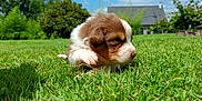 Elly a rejoint le concours — aidez-le/la à gagner de superbes lots ! puppy, dog, grass, outdoor, greenery, sunlight, house, blue_sky, nature, cute, young_animal, pet, fur, canine, animal, small_dog, daylight, garden, playful, adorable