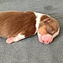 Elly participe au concours pour gagner de l'argent avec cette photo : puppy, sleeping, newborn, dog, brown, white, pink_nose, soft, blanket, cute, animal, pet, fur, resting, young, peaceful, tiny, closeup, indoors, cozy
