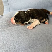 Abby participe au concours pour gagner de l'argent avec cette photo : newborn, puppy, dog, blanket, blue, sleeping, cute, small, animal, pet, soft, fur, indoor, cozy, young, resting, mammal, lying_down, closeup, comfort