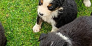 Abby a rejoint le concours — aidez-le/la à gagner de superbes lots ! puppy, dog, grass, outdoor, black_and_white, brown, fur, cute, young, animal, pet, playful, nature, canine, small, group, food, tray, exploring, adorable