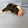 Abby participe au concours pour gagner de l'argent avec cette photo : puppy, newborn, sleeping, dog, animal, pet, cute, small, fur, black_and_white, pink_nose, blanket, soft, cozy, resting, indoor, young, adorable, peaceful, lying_down