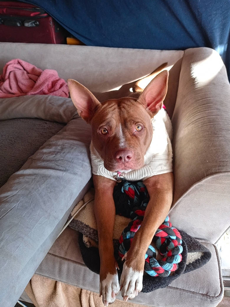 Kimba joined the competition — help win amazing prizes! canidae, carnivore, comfort, companion_dog, couch, dog, dog_breed, ear, fawn, human_leg, linens, pillow, room, sitting, snout, sporting_group, thigh, toy_dog, whiskers, working_animal