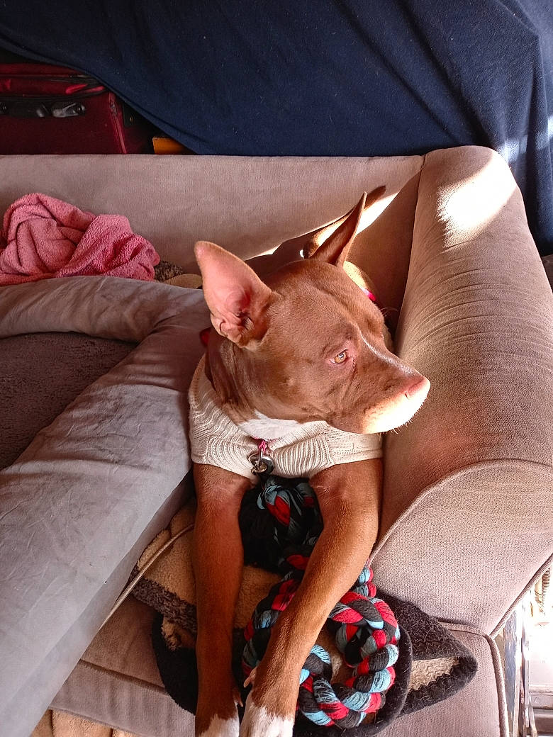 Kimba is registered to the contest to win money with this photo: canidae, carnivore, comfort, companion_dog, dog, dog_breed, ear, fawn, felidae, human_leg, linens, pink, room, sitting, small_to_medium_sized_cats, snout, sporting_group, toy_dog, whiskers, working_animal