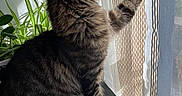 Milo participe au concours pour gagner de l'argent avec cette photo : animal, cat, cozy, curtain, domestic, fur, furniture, home, indoor, natural_light, paw, pet, plant, relaxed, side_view, striped, sunlight, tabby, whiskers, window