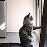 Milo a rejoint le concours — aidez-le/la à gagner de superbes lots ! apartment, cat, curious, domestic_animal, feline, fluffy, glass_door, home, indoor, looking_out, natural_light, paw, pet, quiet, resting, side_view, still_life, tabby, tile_floor, window