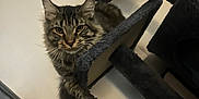 Milo participe au concours pour gagner de l'argent avec cette photo : cat, tabby_cat, cat_tree, pet, indoor, feline, fur, paw, relaxed, curious, animal, domestic_animal, whiskers, ears, claw, toy, scratching_post, floor, wall, household