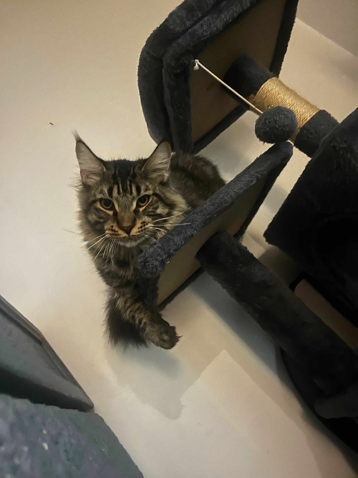 Milo