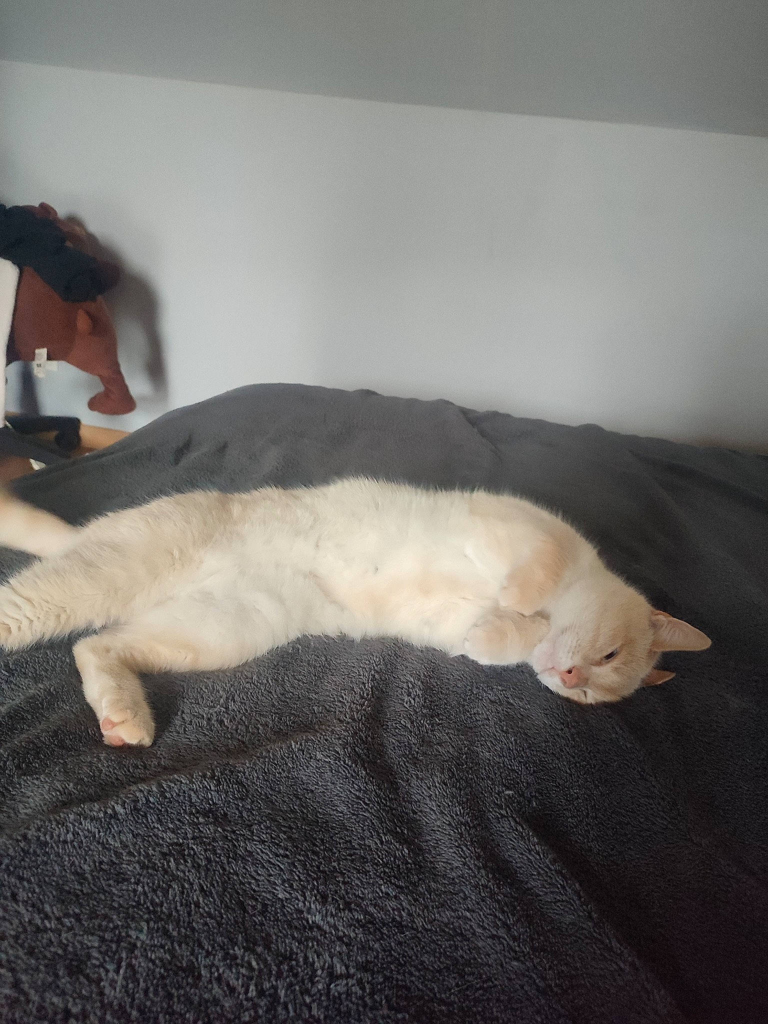 Moon a rejoint le concours — aidez-le/la à gagner de superbes lots ! carnivore, cat, comfort, companion_dog, dog_breed, domestic_short_haired_cat, fawn, felidae, flooring, fur, hardwood, linens, nap, paw, room, small_to_medium_sized_cats, snout, tail, whiskers, wood